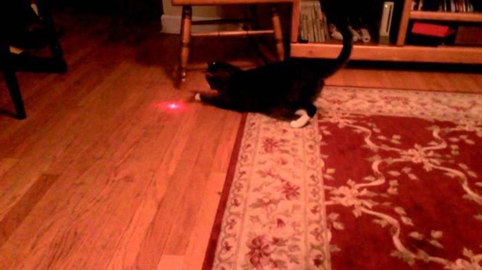 chat laser rouge